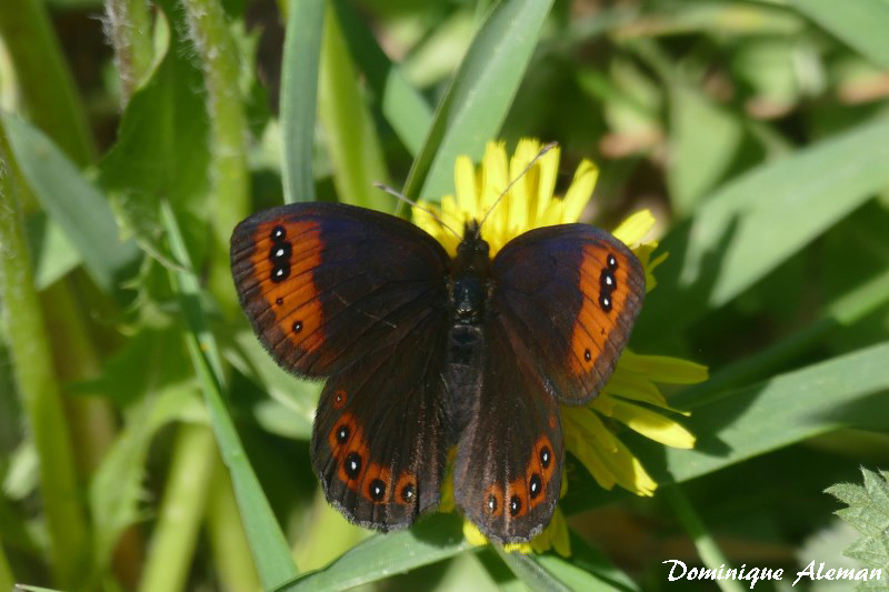 Papillon-Moiré printanier.jpg